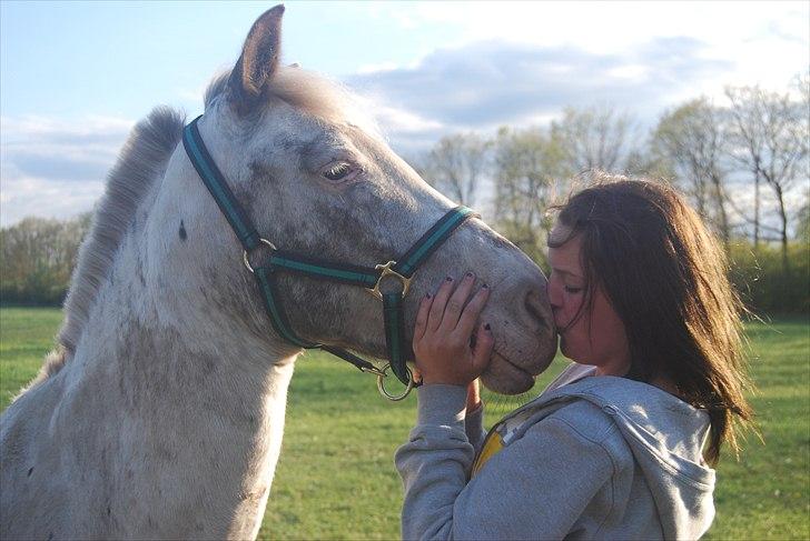 Hollandsk Sportspony Tiger - My soulmate<3 (Snoopy) - Love on you ;* billede 6