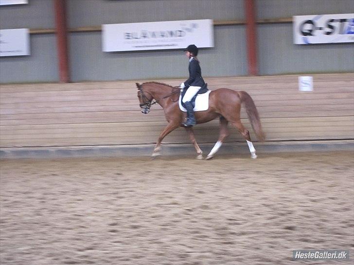 Anden særlig race Salsa billede 16