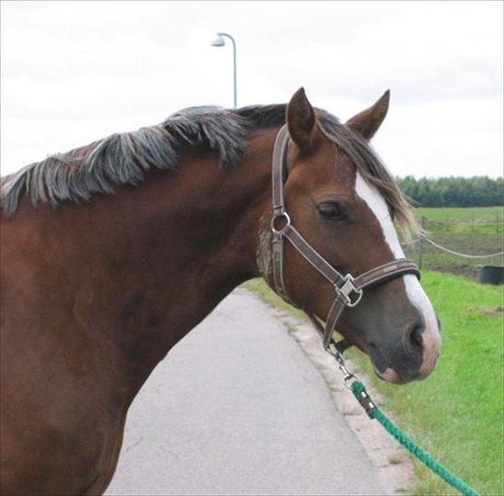 Welsh Cob (sec D) De Busies Present Perfect - Perfi hos gamle ejer. Har fået lov at brug billedet. billede 1