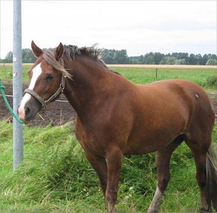 Welsh Cob (sec D) De Busies Present Perfect - Perfi hos gamle ejer. Har fået lov at brug billedet. billede 2