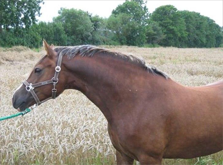 Welsh Cob (sec D) De Busies Present Perfect - Perfi hos gamle ejer. Har fået lov at brug billedet. billede 3