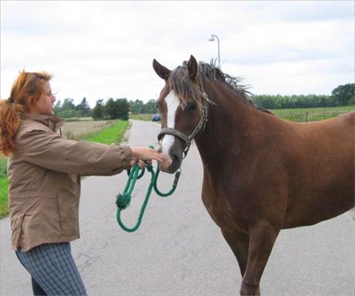 Welsh Cob (sec D) De Busies Present Perfect - Perfi hos gamle ejer. Har fået lov at brug billedet. billede 4