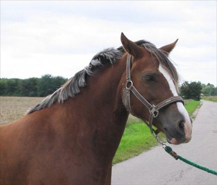 Welsh Cob (sec D) De Busies Present Perfect - Perfi hos gamle ejer. Har fået lov at brug billedet. billede 5