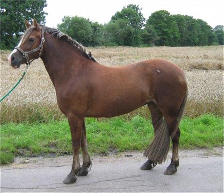 Welsh Cob (sec D) De Busies Present Perfect - Perfi hos gamle ejer. Har fået lov at brug billedet. billede 6