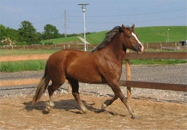 Welsh Cob (sec D) De Busies Present Perfect - Perfi hos gamle ejer. Har fået lov at brug billedet. billede 7