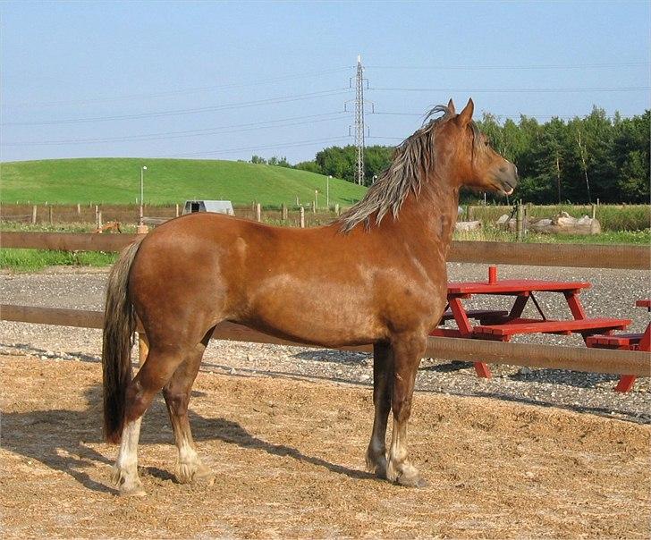 Welsh Cob (sec D) De Busies Present Perfect - Perfi hos gamle ejer. Har fået lov at brug billedet. billede 8