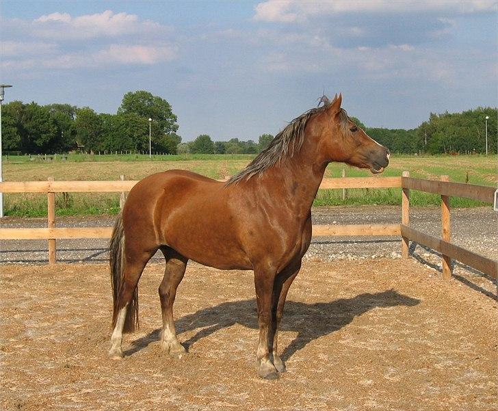 Welsh Cob (sec D) De Busies Present Perfect - Perfi hos gamle ejer. Har fået lov at brug billedet. billede 9