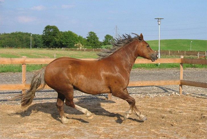 Welsh Cob (sec D) De Busies Present Perfect - Perfi hos gamle ejer. Har fået lov at brug billedet. billede 10