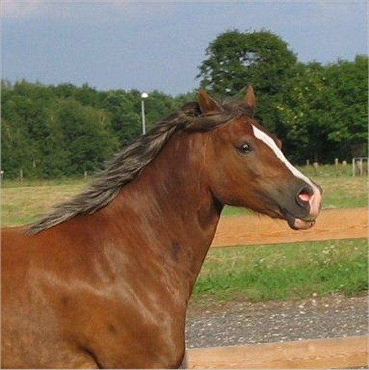 Welsh Cob (sec D) De Busies Present Perfect - Perfi hos gamle ejer. Har fået lov at brug billedet. billede 11