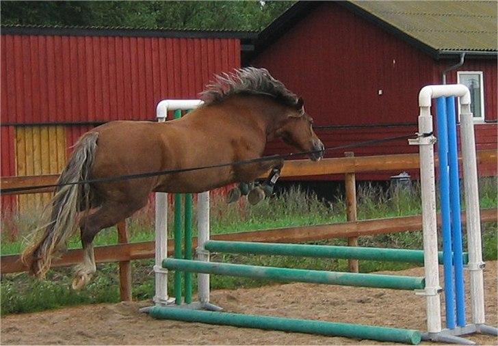 Welsh Cob (sec D) De Busies Present Perfect billede 12