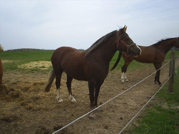 Welsh Cob (sec D) De Busies Present Perfect billede 13
