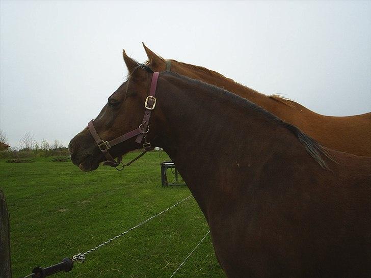 Welsh Cob (sec D) De Busies Present Perfect billede 14