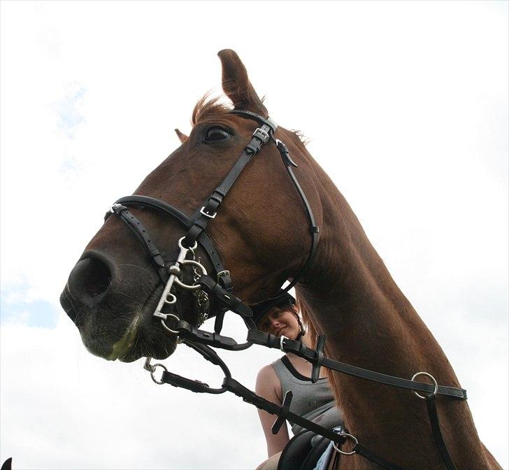Anden særlig race Irish Girl ~ Grisen billede 2