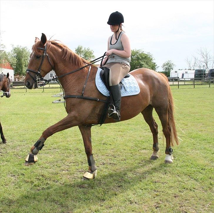 Anden særlig race Irish Girl ~ Grisen billede 3