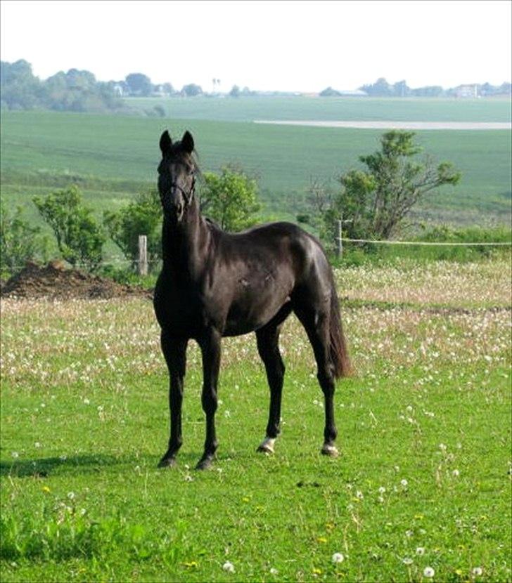 Trakehner Medina billede 4