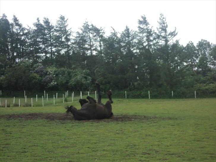 Frieser Luutzen Fan é Feart billede 14