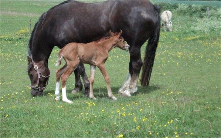 Welsh Cob (sec D) De Busies Present Perfect billede 15