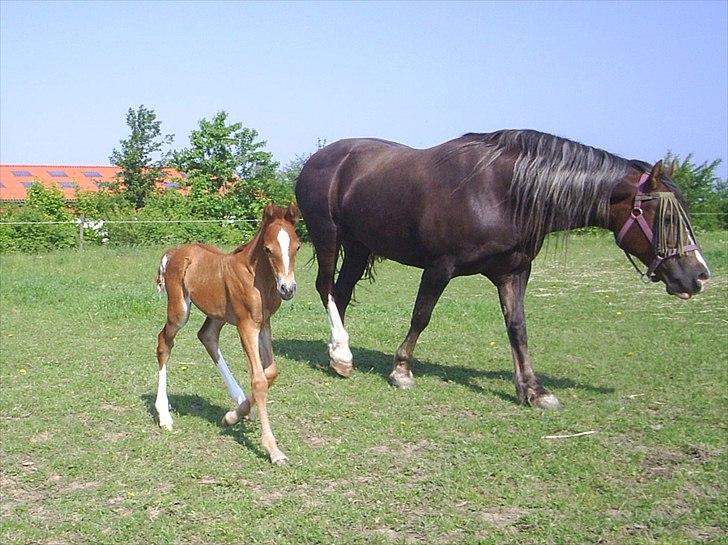 Welsh Cob (sec D) De Busies Present Perfect billede 16