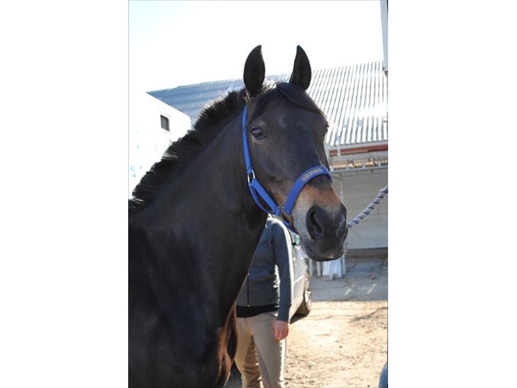 {{currentPhoto.altText}} billede {{currentPhoto.number}}