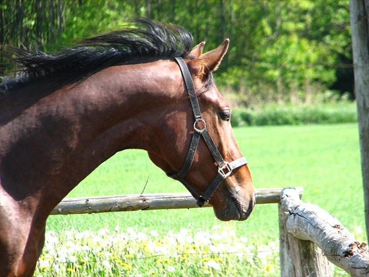 {{currentPhoto.altText}} billede {{currentPhoto.number}}