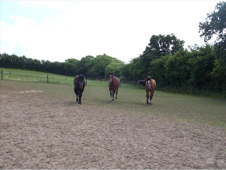 {{currentPhoto.altText}} billede {{currentPhoto.number}}