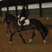 Anden særlig race Sunshine <3 Solgt :(