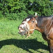 Anden særlig race Sunshine <3 Solgt :(