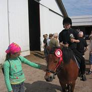 Welsh Pony (sec B) Rocky 2