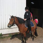 Welsh Pony (sec B) Rocky 2