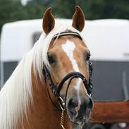 Palomino Sandgravgård's Alexander