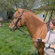 Anden særlig race Soffie