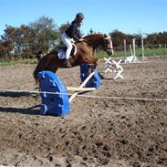 Welsh Cob (sec D) Mondetgårds Lady Duchess