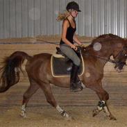 Arabisk fuldblod (OX) Kazim  -SOLGT-