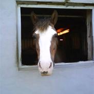 Welsh Cob (sec D) Sarena's Pippi 