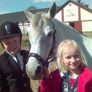 Anden særlig race Sabina