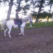 Anden særlig race Sabina