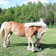 Haflinger Kimi