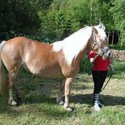 Haflinger Kimi