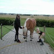 Haflinger Kimi