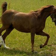 Arabisk fuldblod (OX) Kazim  -SOLGT-