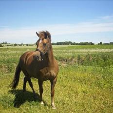New Forest Tessa.       1989-2007.