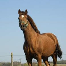 New Forest Tessa.       1989-2007.