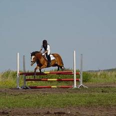 New Forest Firfod Fricazt