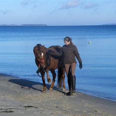 Anden særlig race Amanda