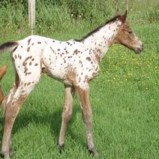 Knabstrupper Laramie (SOLGT)