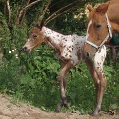 Knabstrupper Laramie (SOLGT)