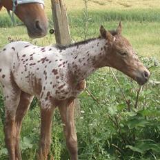 Knabstrupper Laramie (SOLGT)