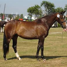 Oldenborg Bella Tisted