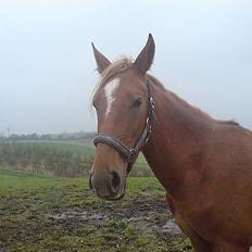 Anden særlig race CHEVAL