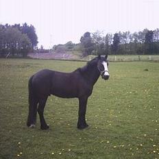 Anden særlig race Pondus Black Knight